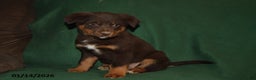 Mixed Breed dogs for sale: Lacey - Ad 1