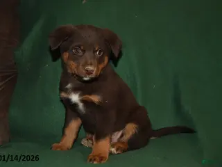 Mixed Breed dogs Lacey - Ad 36