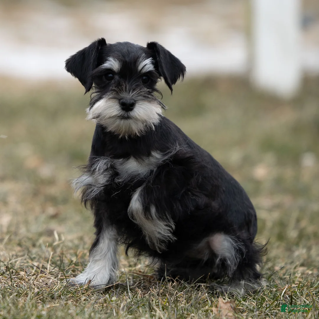 Miniature Schnauzer dogs for sale: Yvonne - Ad 3