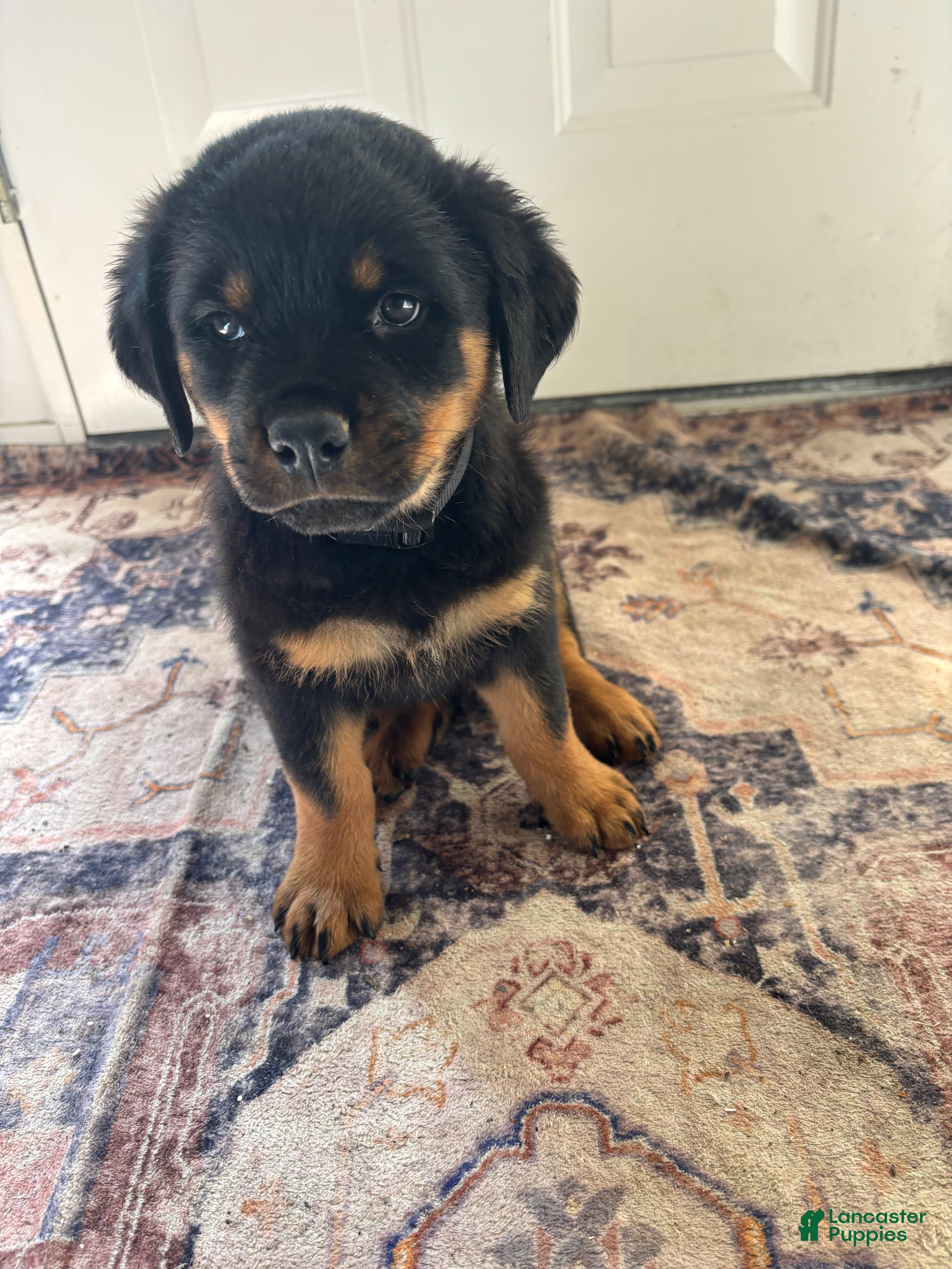 Rottweiler dogs Green - Ad 7