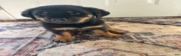 Rottweiler dogs for sale: Green - Ad 1