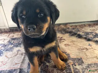 Rottweiler dogs Green - Ad 7