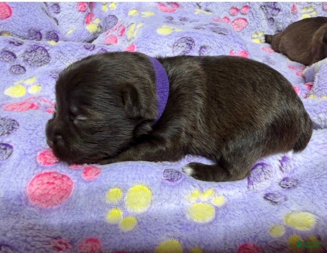 Miniature Schnauzer dogs Miniature Schnauzer 5 - Ad 1
