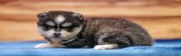 Pomsky dogs for sale: Diamond - Ad 4