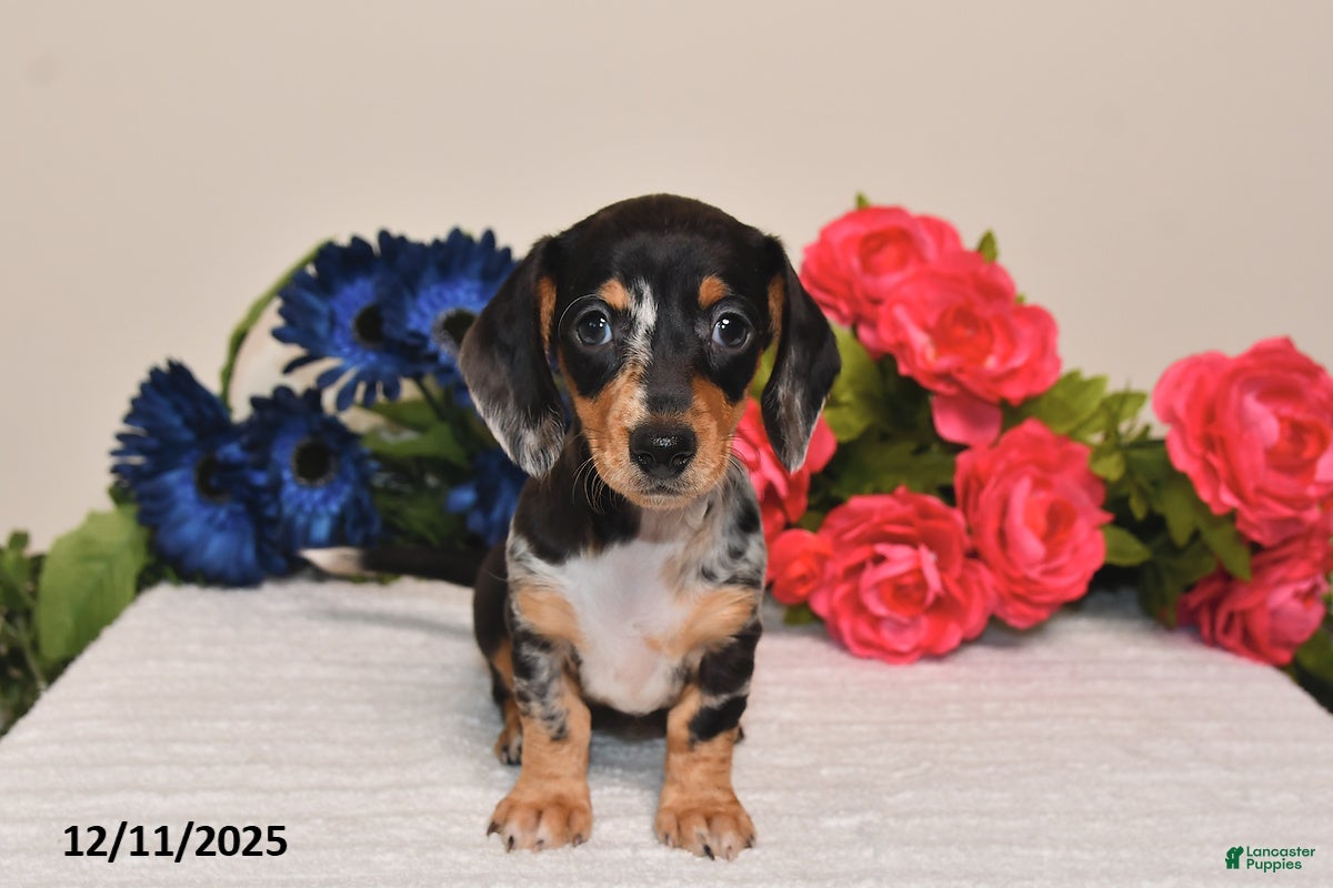 Miniature Dachshund dogs Abby - Ad 23
