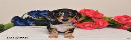Miniature Dachshund dogs for sale: Abby - Ad 1