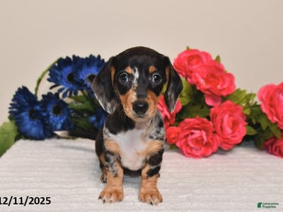 Miniature Dachshund dogs Abby - Ad 23