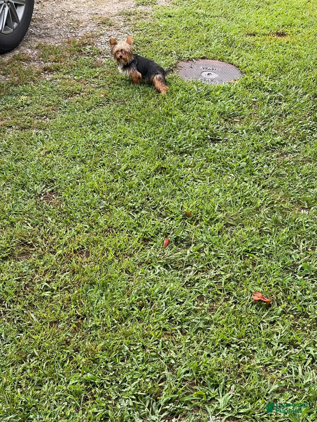 Yorkshire Terrier dogs for sale: Yorkshire Terrier 2 - Ad 7