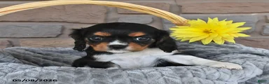 Gloria 
