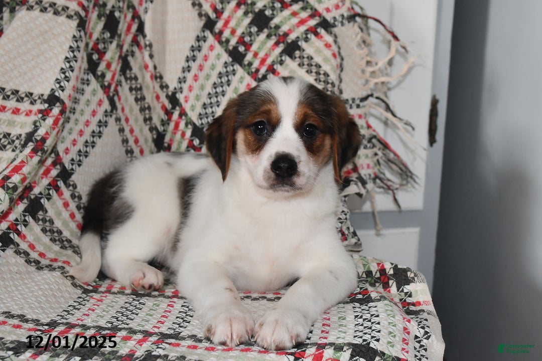 Mixed Breed dogs for sale: Bentley - Ad 2