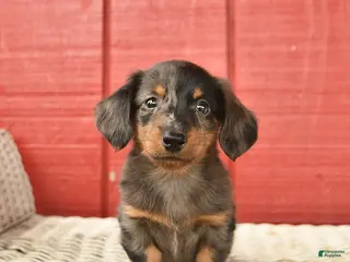 Dachshund dogs for sale: Tony - Ad 4