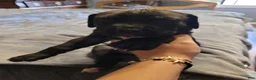 Cane Corso dogs for sale: Rigel - Ad 3
