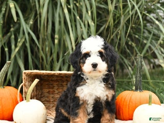 Mini Bernedoodle dogs - Ad 40
