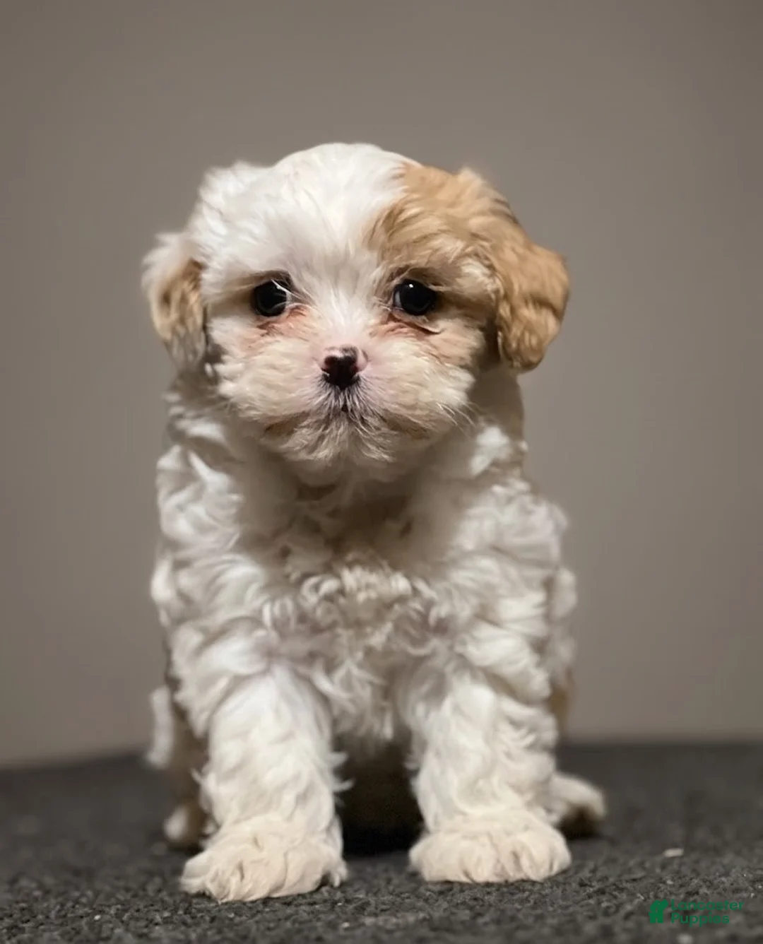 Shihpoo dogs for sale: Lollipop - Ad 2