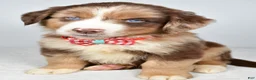 Miniature Australian Shepherd dogs for sale: Flynn - Ad 9