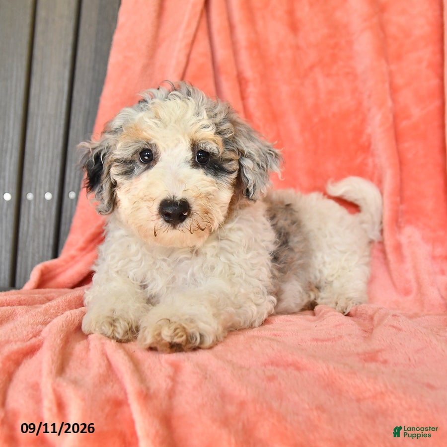 Bichpoo dogs Star - Ad 1