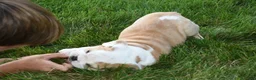 English Bulldog dogs for sale: Maggie - Ad 3