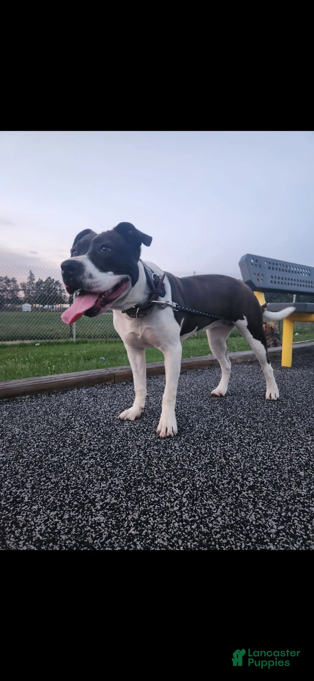 American Pit Bull Terrier dogs for sale: American Pit Bull Terrier 1 - Ad 3