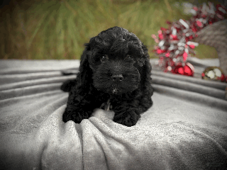 Cockapoo dogs Ash - Ad 23