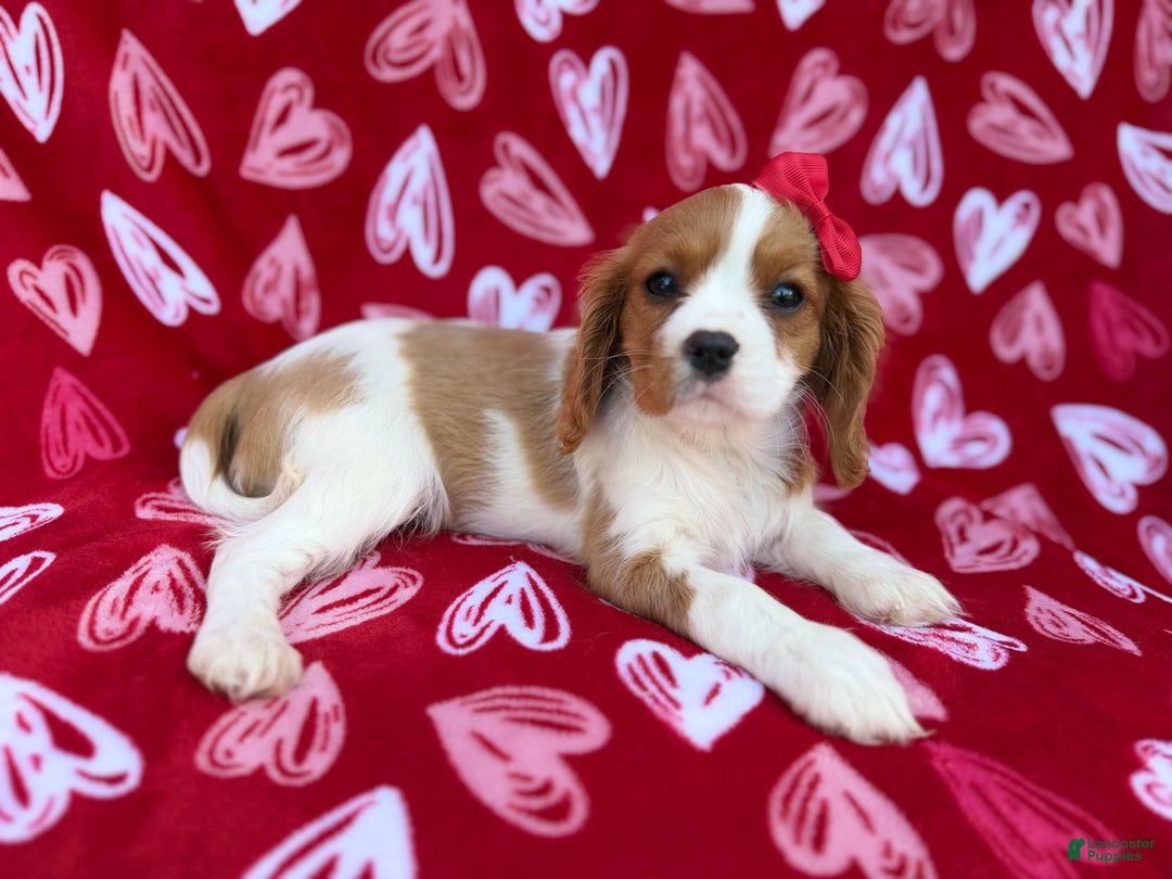 Cavalier King Charles Spaniel dogs for sale: Noel - Ad 3