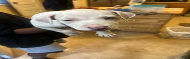 American Pit Bull Terrier 5