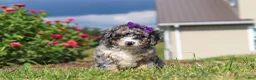 Mini Bernedoodle dogs for sale: Grace - Ad 1
