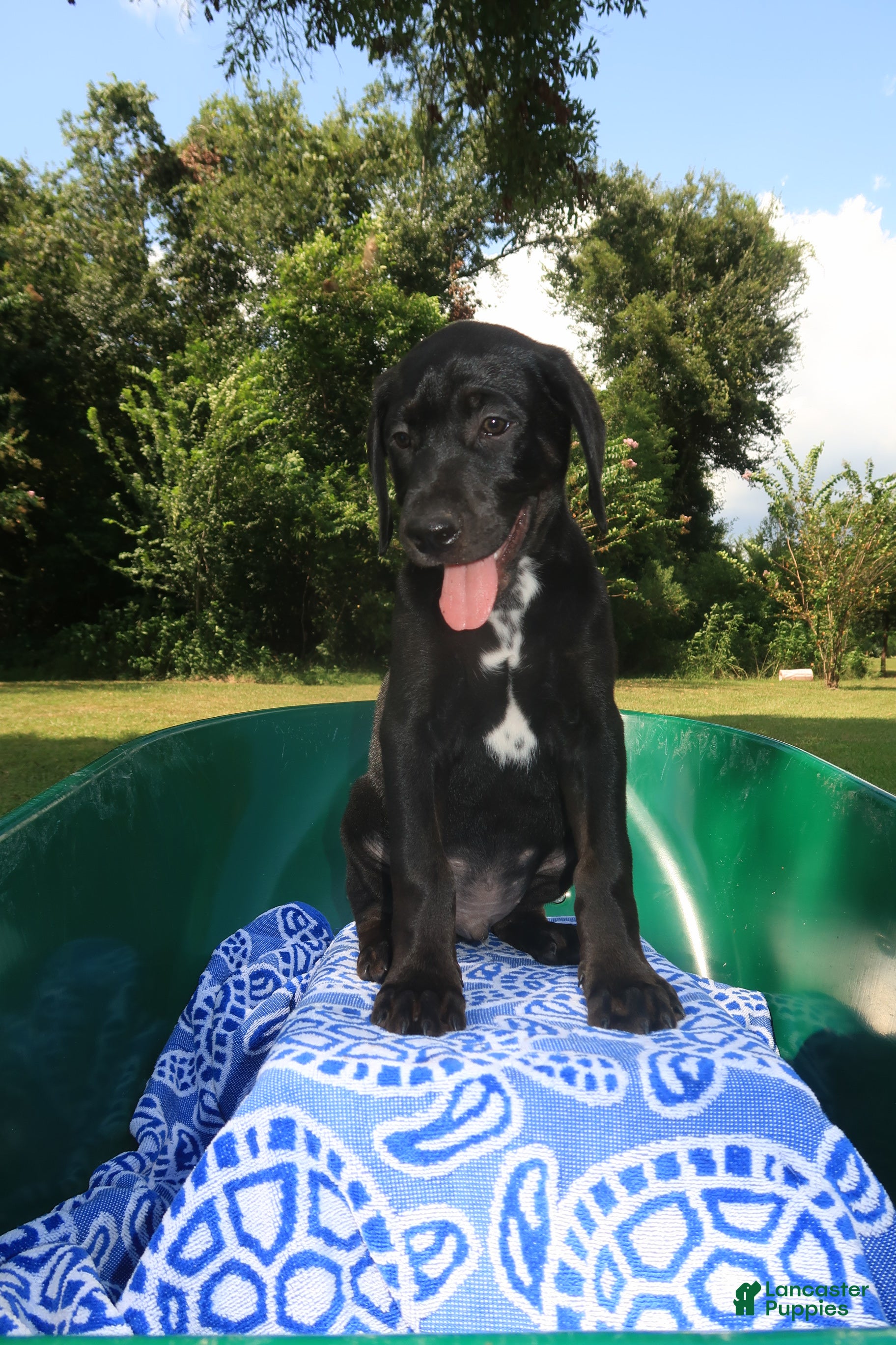 Mixed Breed dogs Onyx - Ad 1