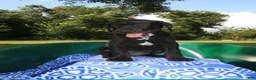 Mixed Breed dogs for sale: Onyx - Ad 1