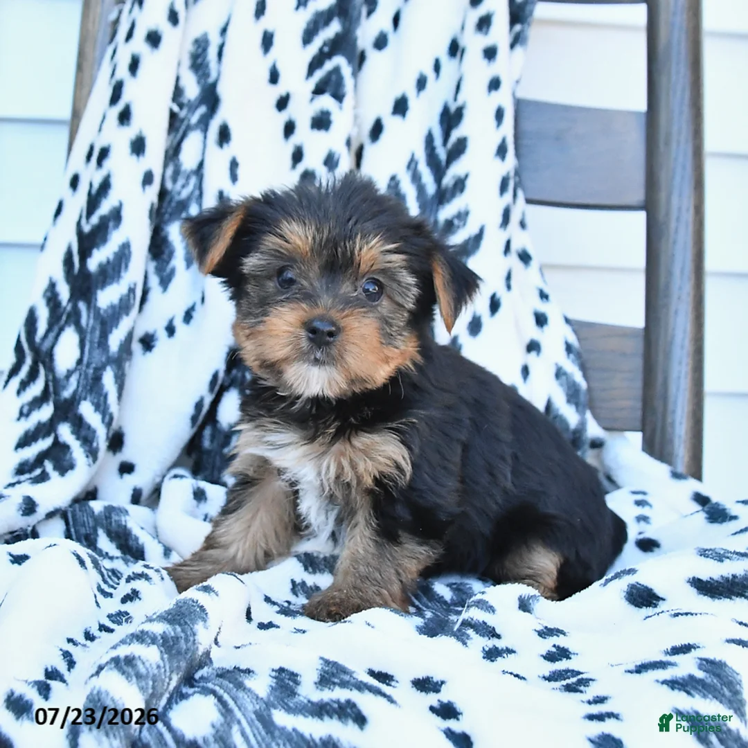 Yorkshire Terrier dogs for sale: Cherry - Ad 2