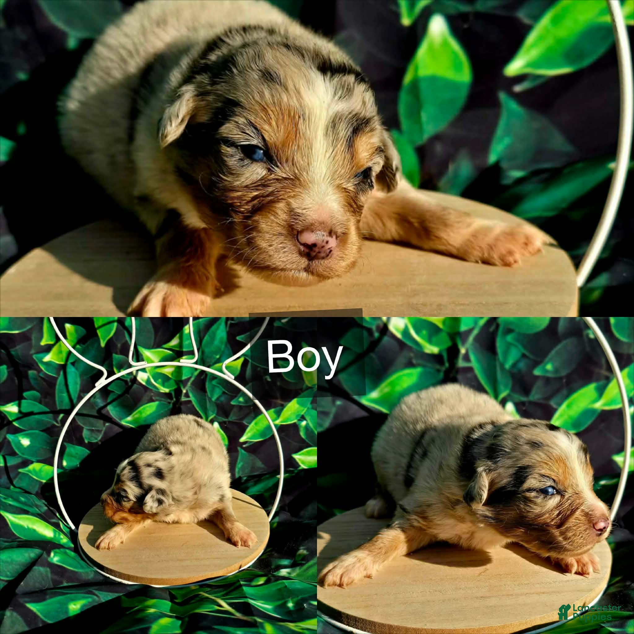 Australian Shepherd dogs Australian Shepherd Puppy 2 - Ad 19