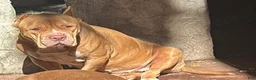 American Bully dogs for sale: Scarr - Ad 4