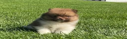 Pomeranian dogs for sale: (AKC) Buster - Ad 3