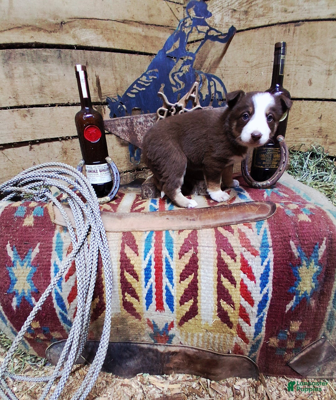 Border Collie dogs for sale: Border Collie Puppy 6 - Ad 2