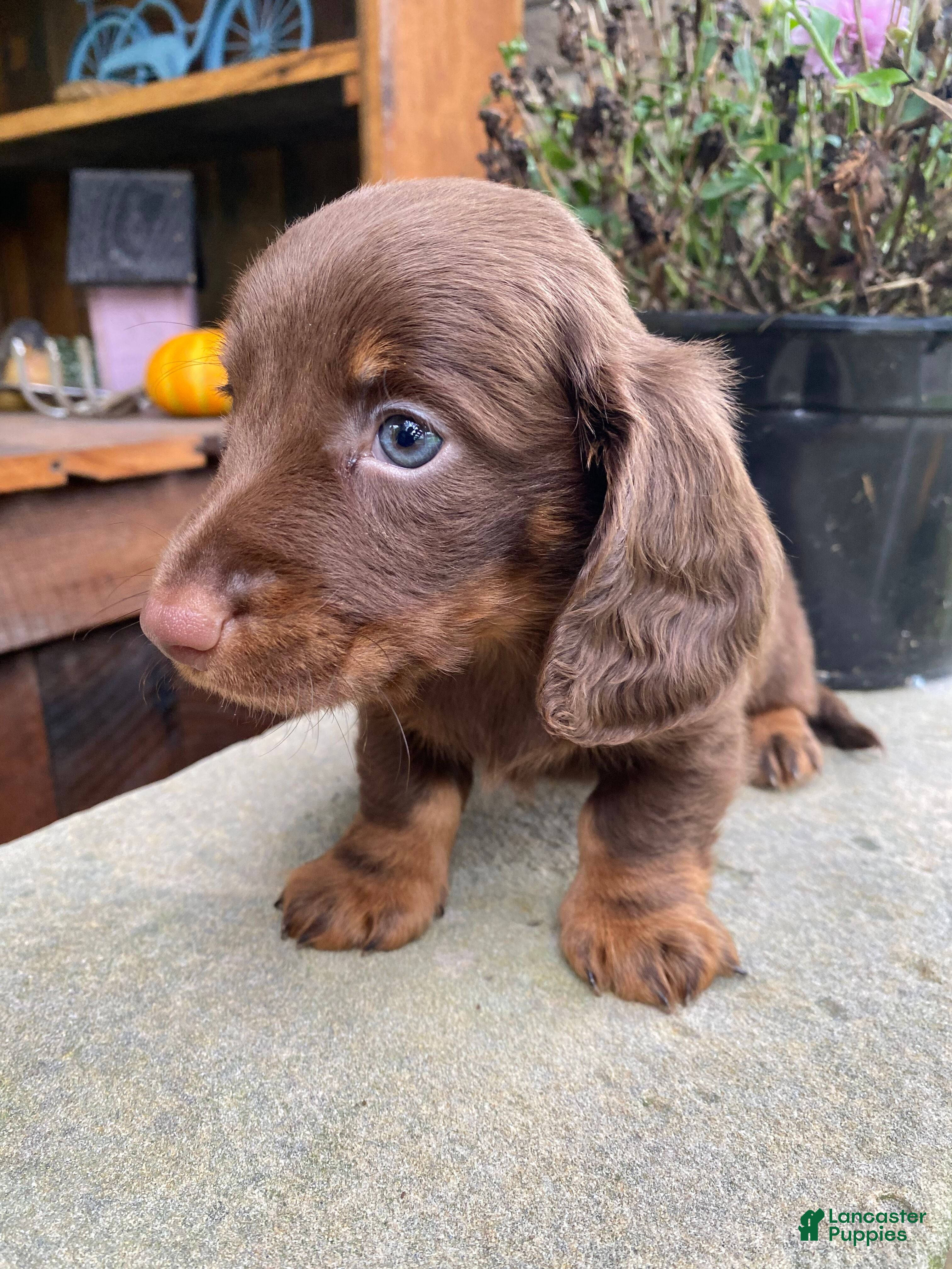 Miniature Dachshund dogs Duke - Ad 2