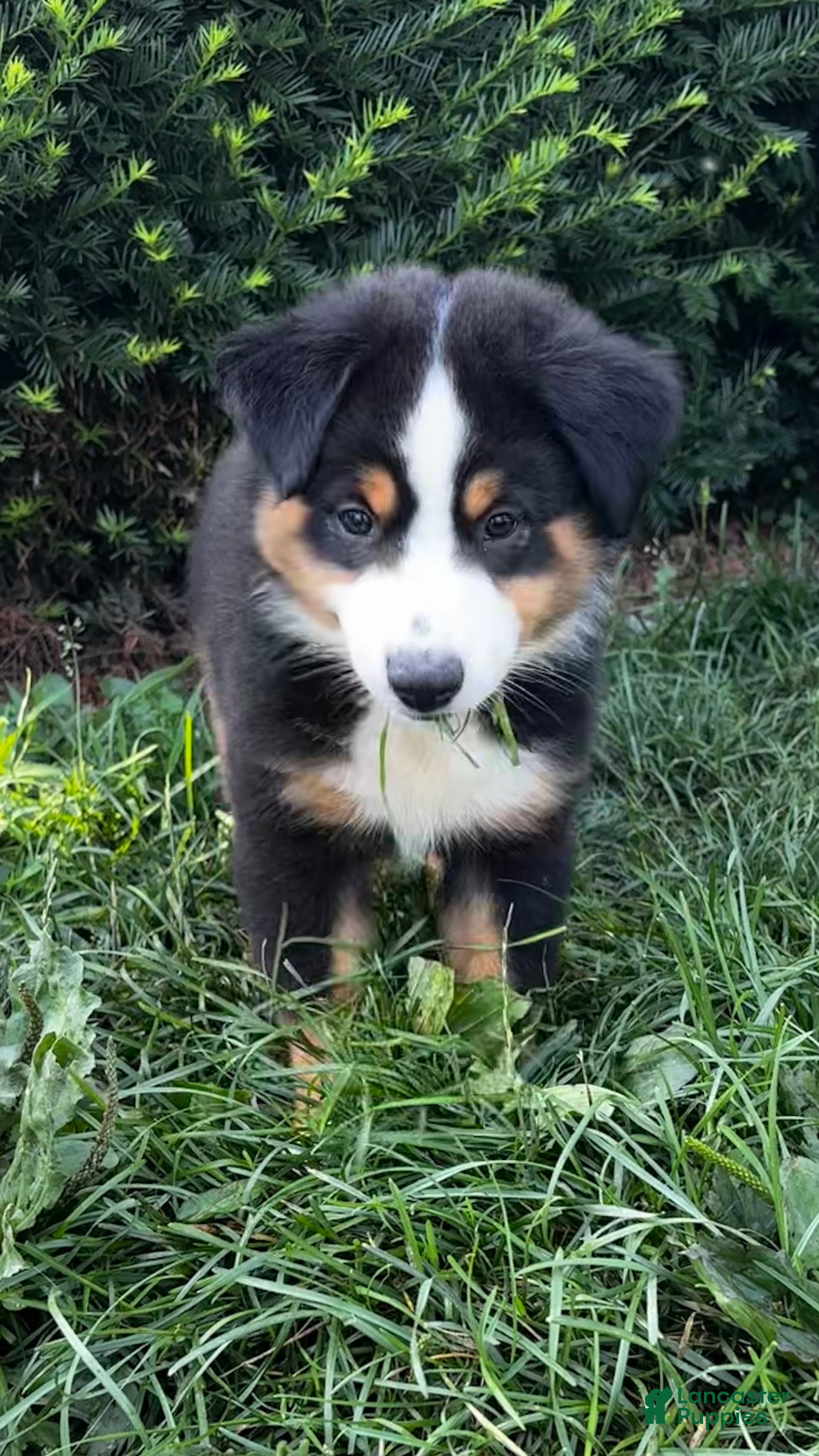 Miniature Australian Shepherd dogs #8 Gus - Ad 2