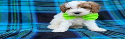 Cavapoo dogs for sale: Dexter  - Ad 5