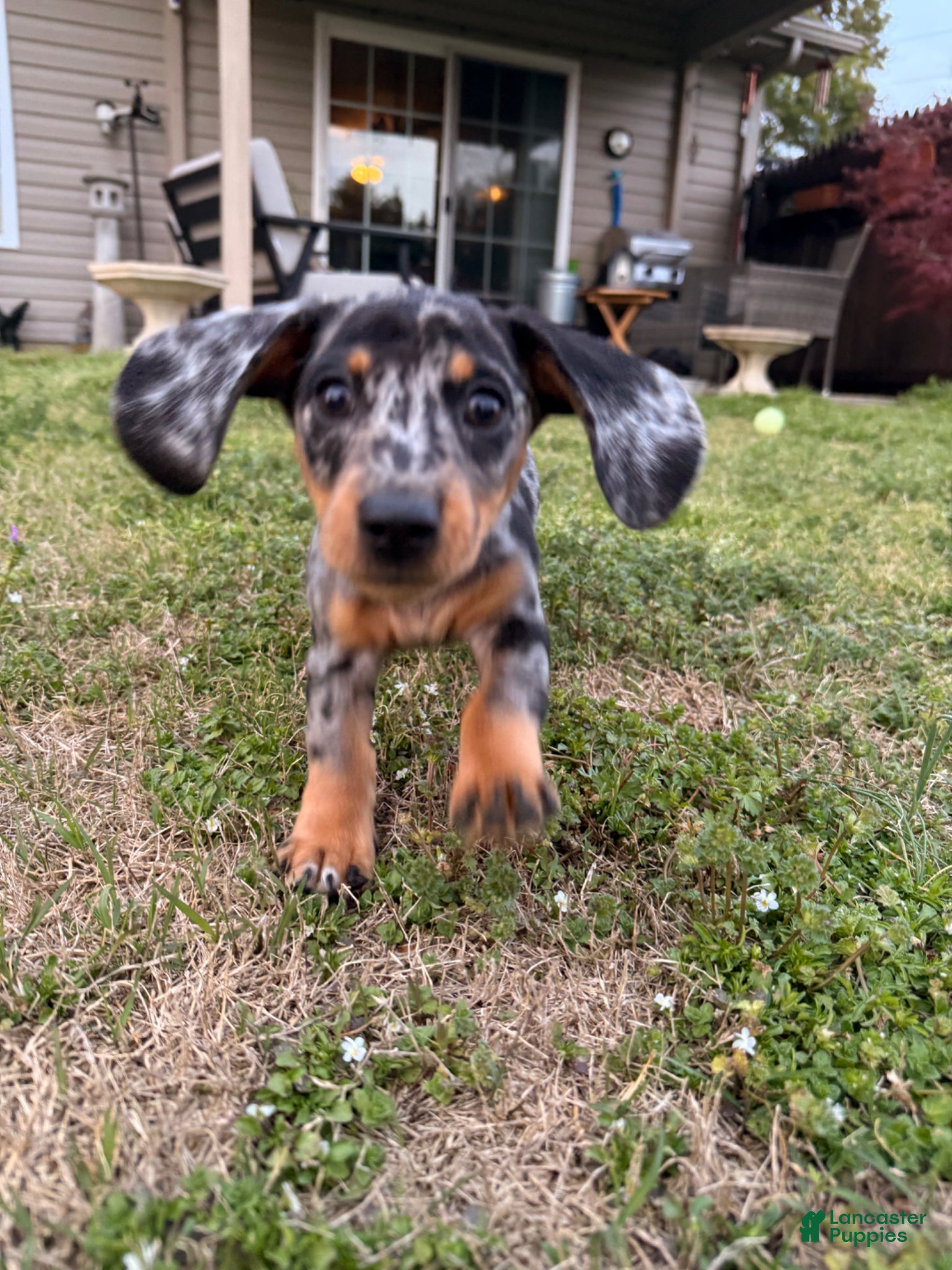 Dachshund dogs Dachshund Puppy 2 - Ad 36