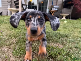 Dachshund dogs Dachshund Puppy 2 - Ad 15