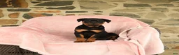 Rottweiler dogs for sale: Nina - Ad 4