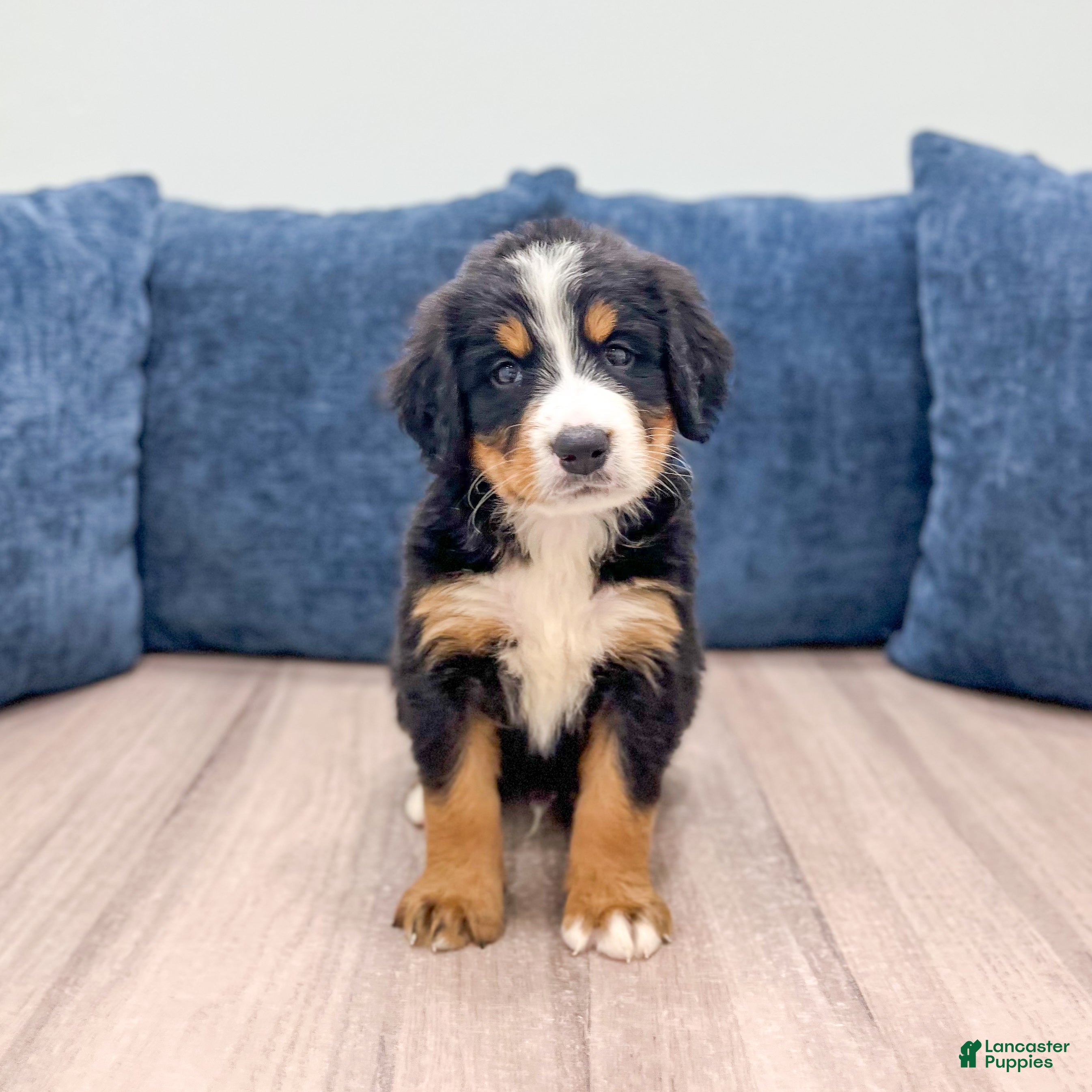 Bernese Mountain Dog dogs Jagger - Ad 1