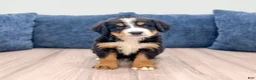 Bernese Mountain Dog dogs for sale: Jagger - Ad 1