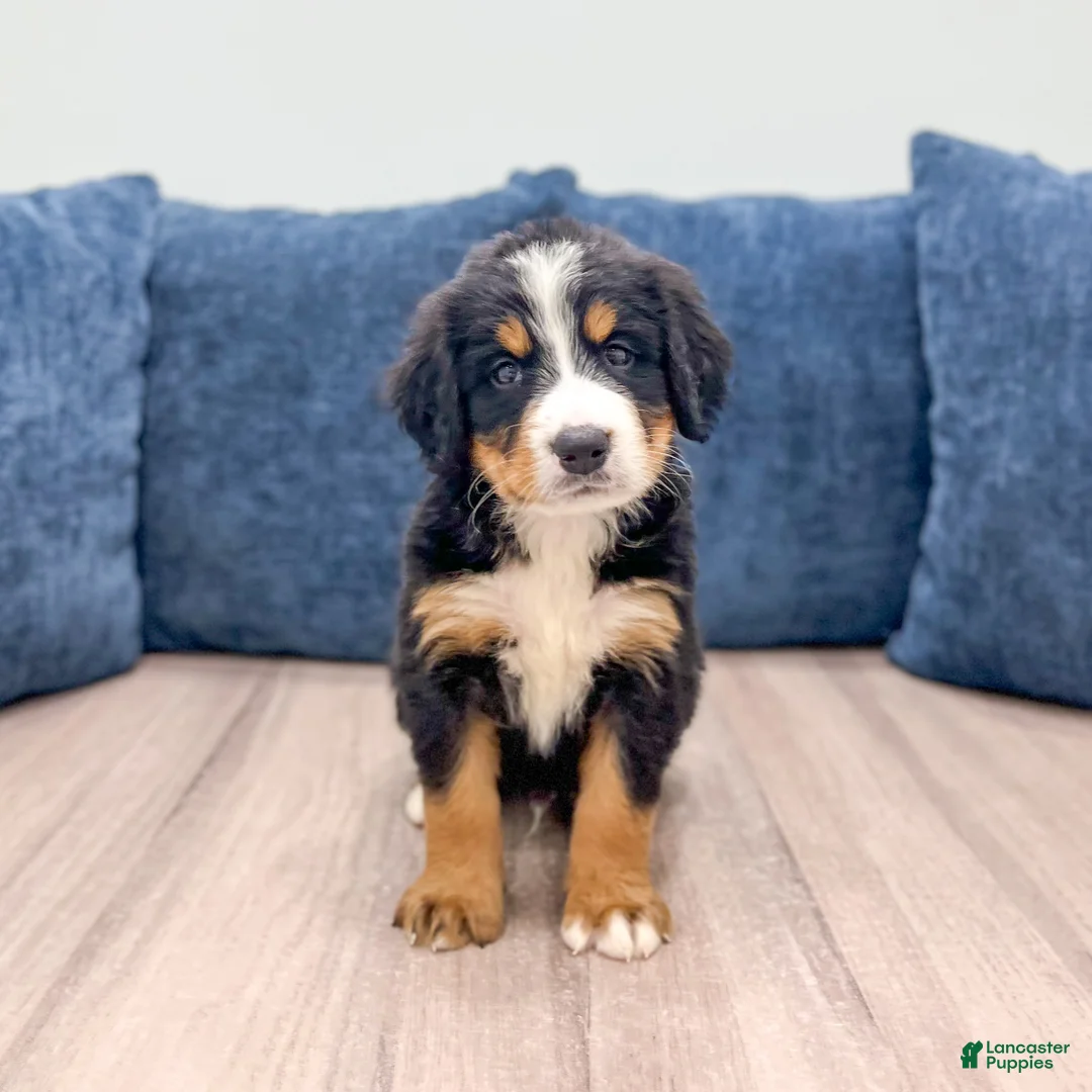 Bernese Mountain Dog dogs for sale: Jagger - Ad 1