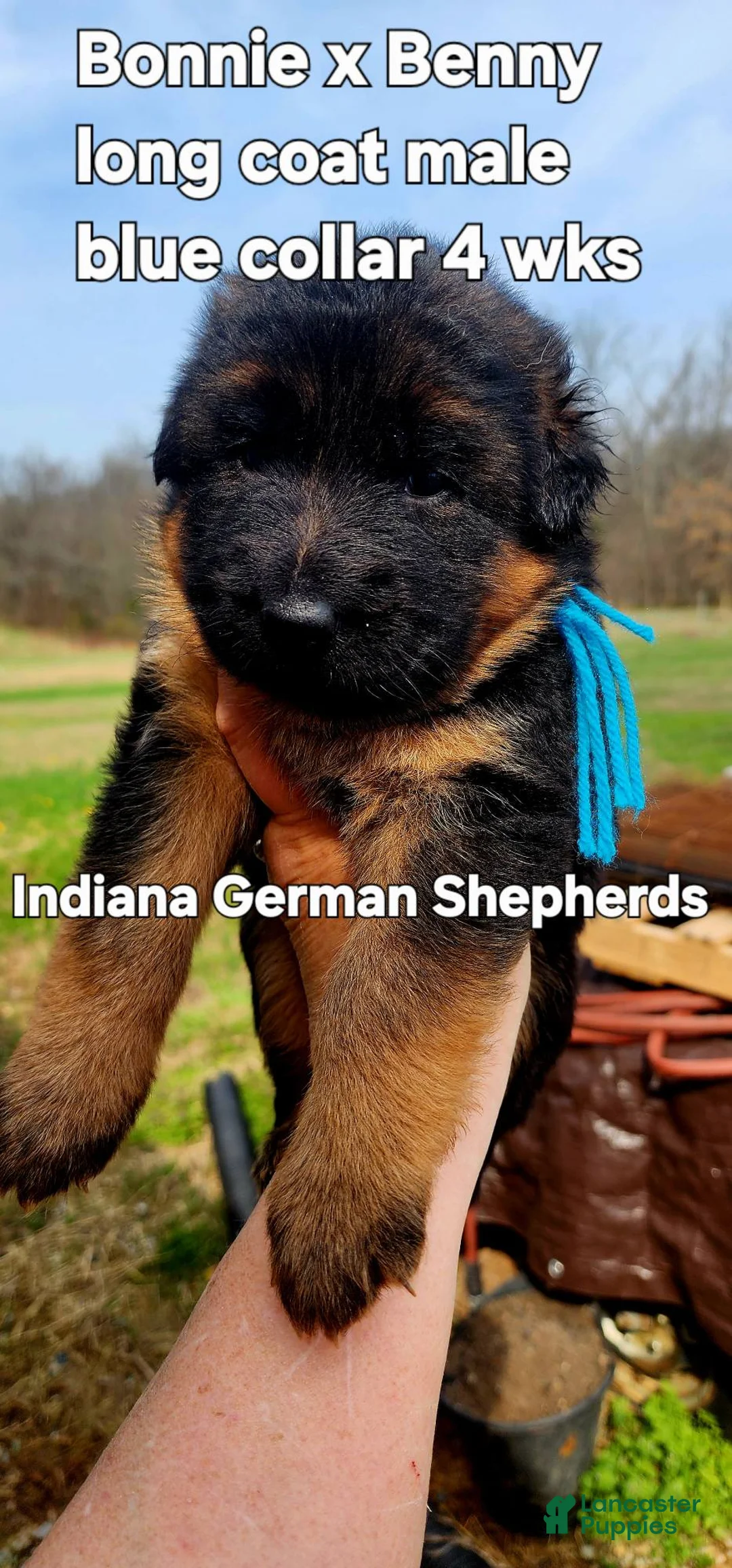 German Shepherd dogs for sale: German Shepherd Puppy 1 - Ad 1