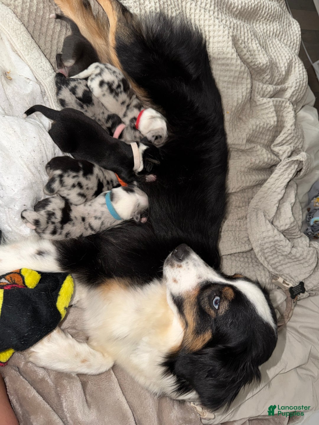 Australian Shepherd dogs for sale: Kylo (Kylo Ren) - Ad 6