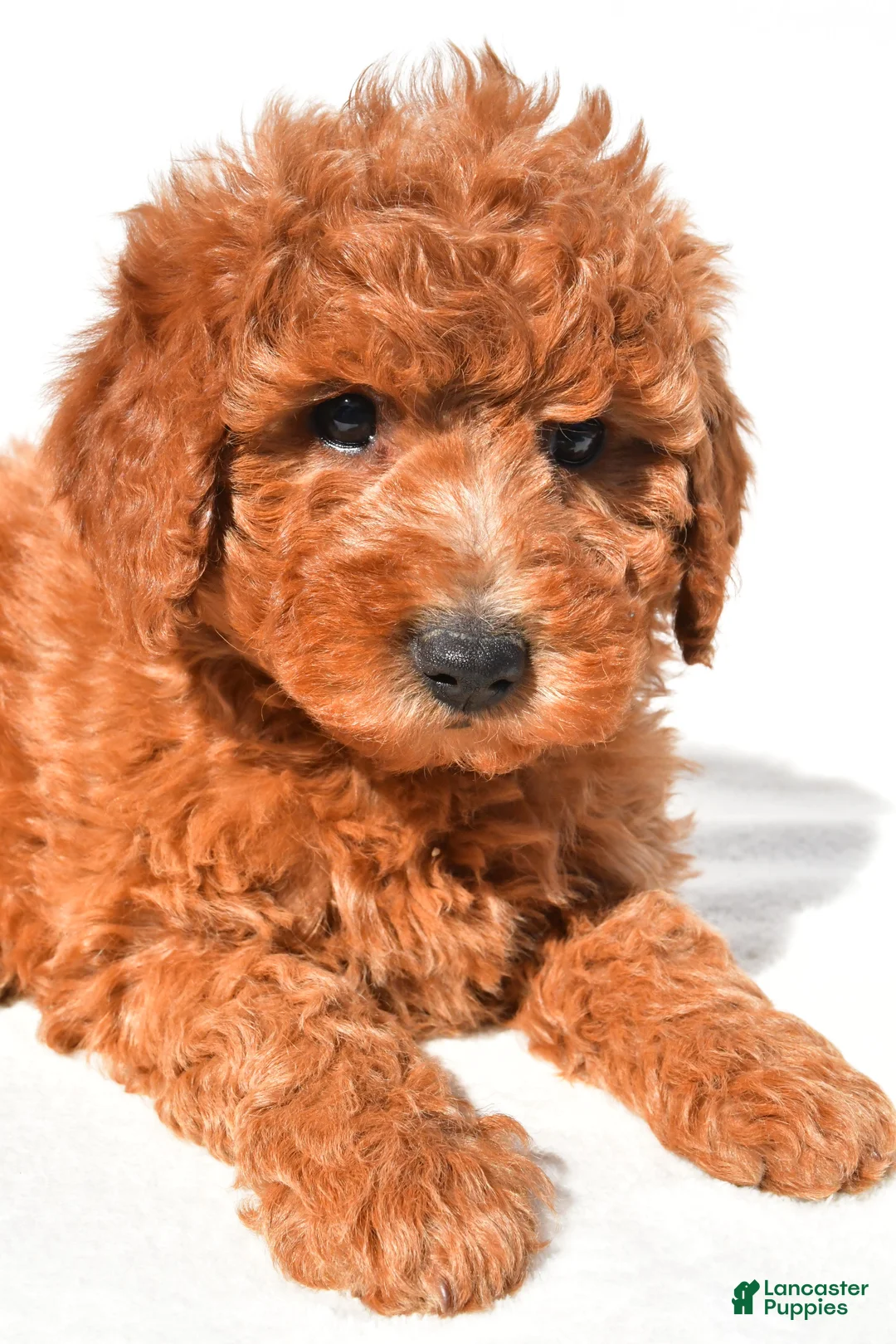 Mini Goldendoodle dogs for sale: Miley - Ad 1
