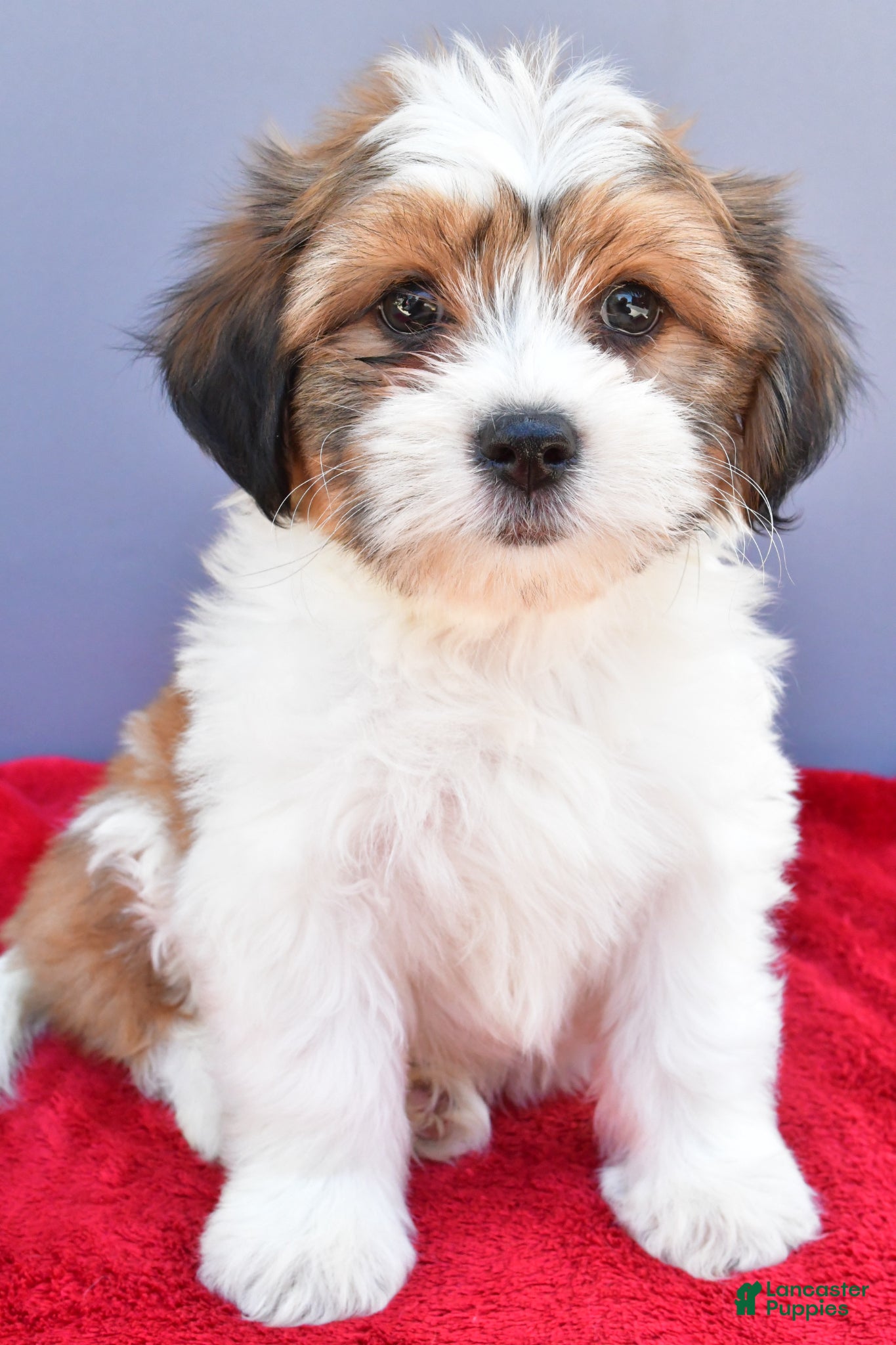 Teddy Bear dogs Tony - Ad 1