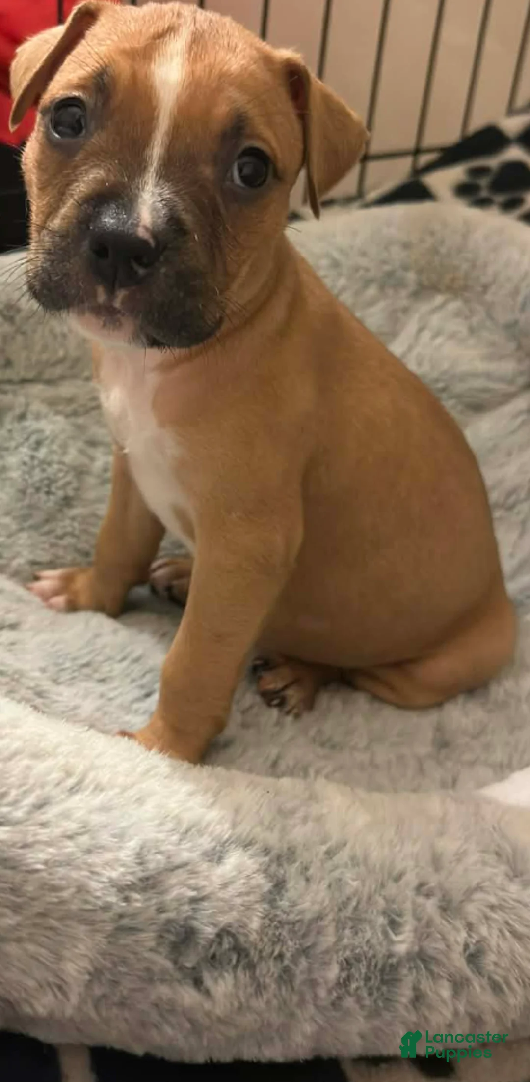 American Staffordshire Terrier dogs for sale: American Staffordshire Terrier Puppy 5 - Ad 1