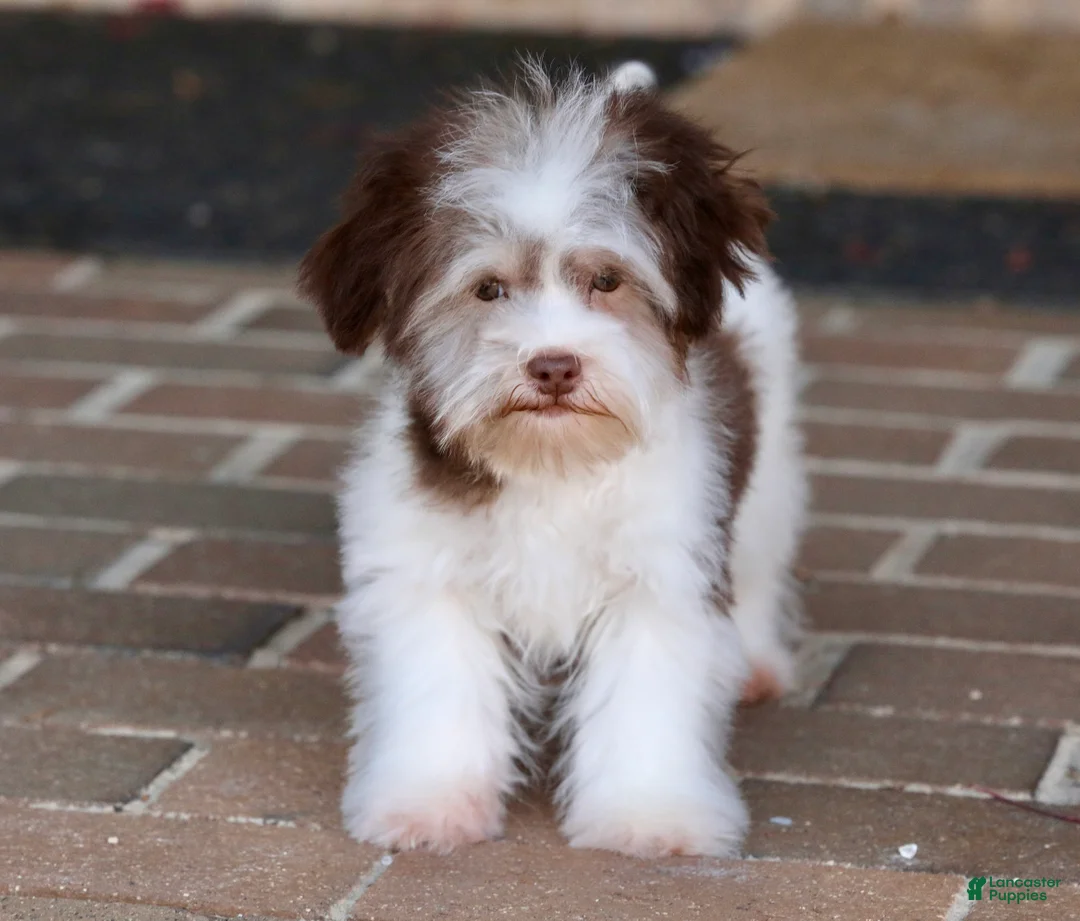 Havanese dogs for sale: Hope - Ad 10