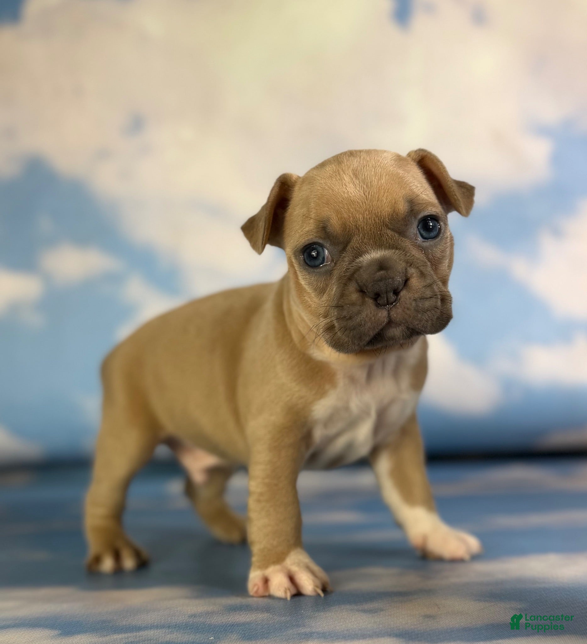 Frenchton dogs Luigi - Ad 2