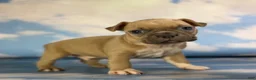 Frenchton dogs for sale: Luigi - Ad 2